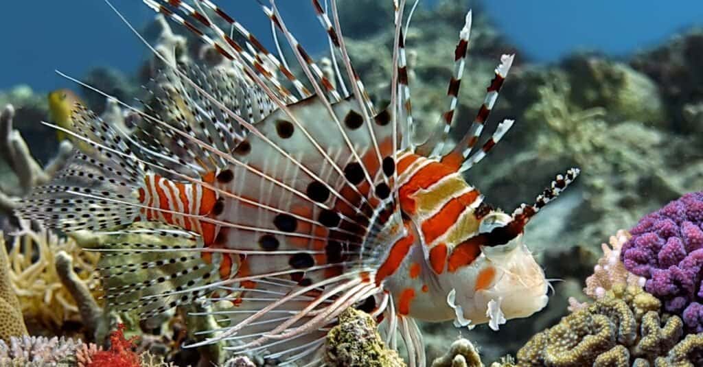 Animaux qui vivent dans les récifs coralliens : poisson-lion