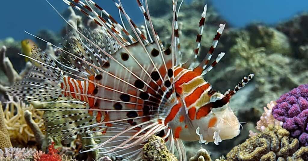 Animals That Live In Coral Reefs: Lionfish