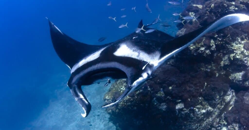 Animals That Live in Coral Reefs: Manta Rays