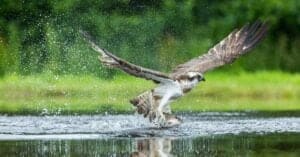 See This Mighty Osprey Dive-Bomb Fully Underwater to Snag a Juicy Fish Lunch Picture
