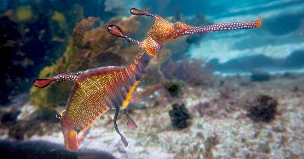 Animals That Live in Coral Reefs: Sea Dragon