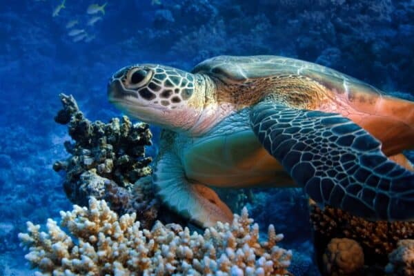 Red sea diving big sea turtle sitting on a colorful coral reef. Sea turtles can hold their breath for up to five hours.