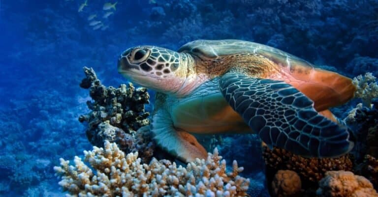 Animals That Live in Coral Reefs: Sea Turtles