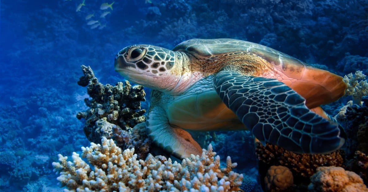 The World's Oldest Sea Turtle - AZ Animals
