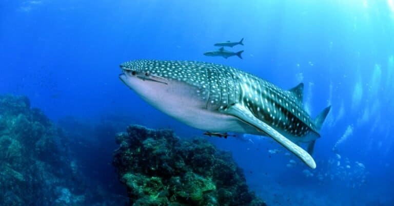 Animals That Live in Coral Reefs: Whale Sharks