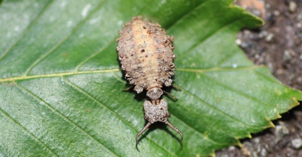 Animals That Play Dead Antlion