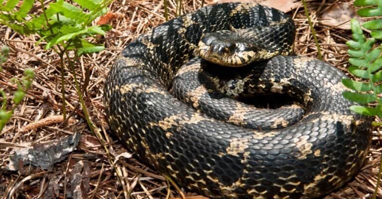 Animals That Play Dead Eastern Hognose Snake