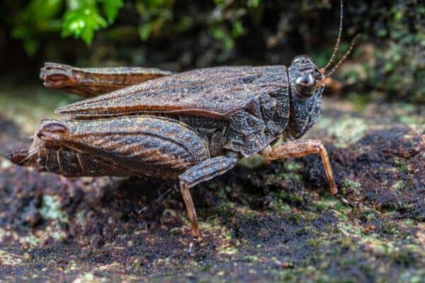 Pygmy grasshoppers in Japan will play dead by sticking out their legs in several directions, making it nearly impossible for frogs to swallow them.