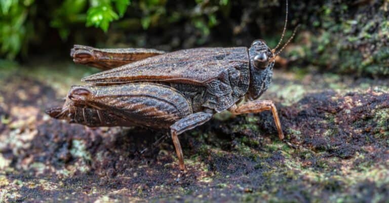 Animals That Play Dead Pygmy Grasshopper