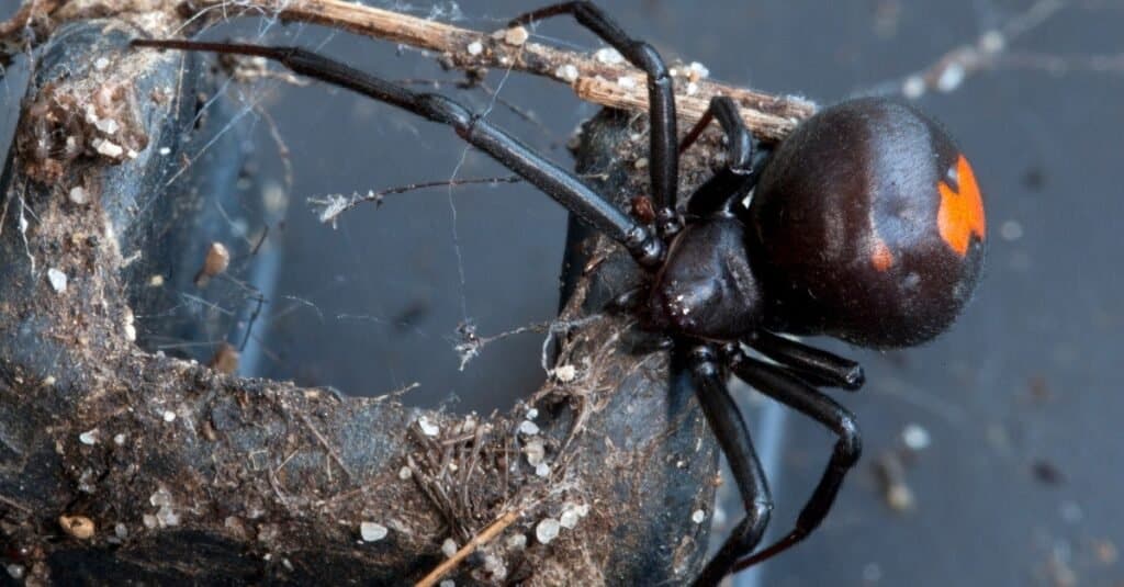 redback spider vs black widow spider