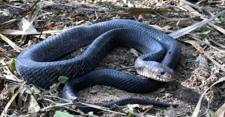 Animals That Play Dead Texas Indigo Snake