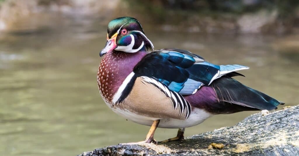 What Do Wood Ducks Eat? Detailed List of Preferred Food. IMP WORLD