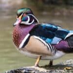 Wood Duck