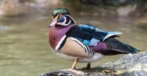 What Do Wood Ducks Eat? Detailed List of Preferred Food. Picture