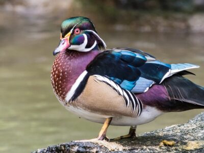 A Wood Duck
