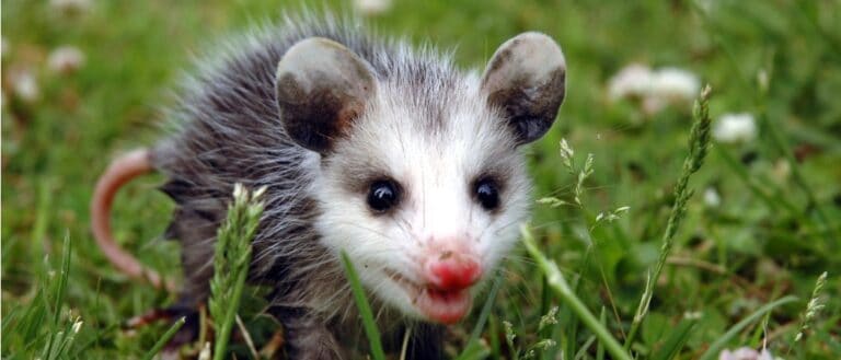Animals That Play Dead