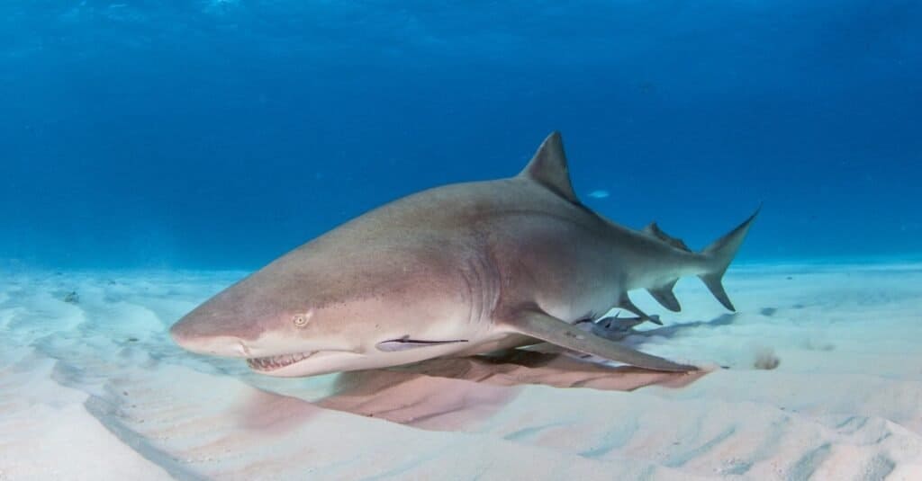 Animals That Play Dead lemon shark