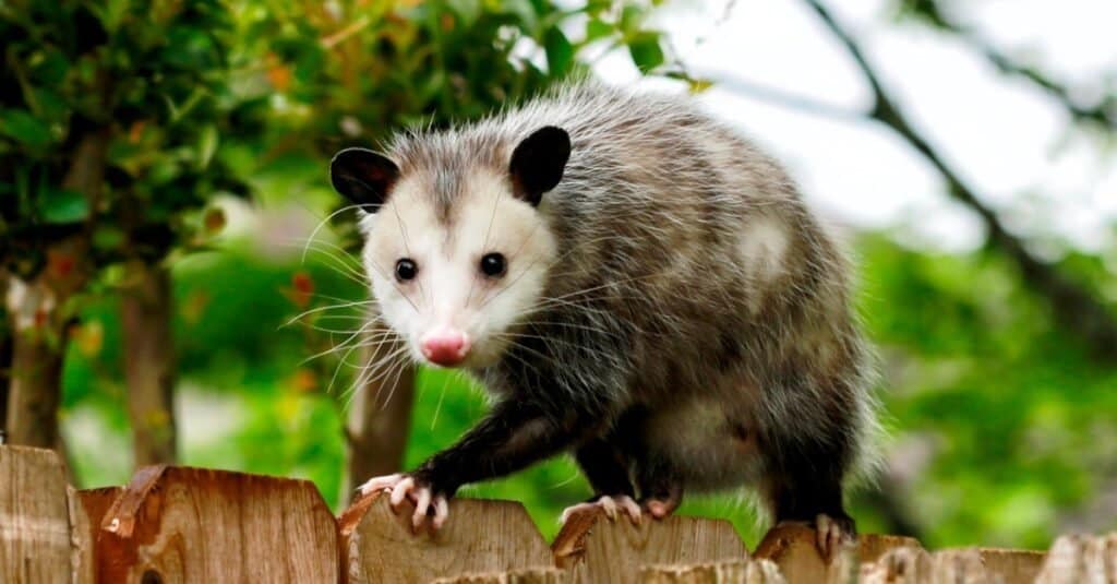 Động vật chơi opossum chết