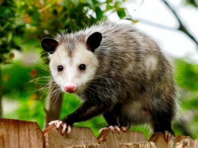 A Rat vs Opossum: What Are The Differences?