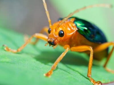 Bombardier Beetle Picture