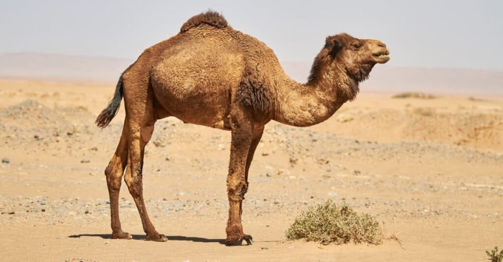 camel hump