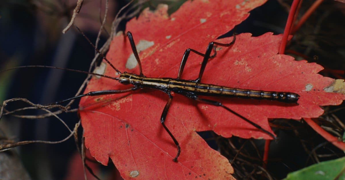 Stick Insect AZ Animals