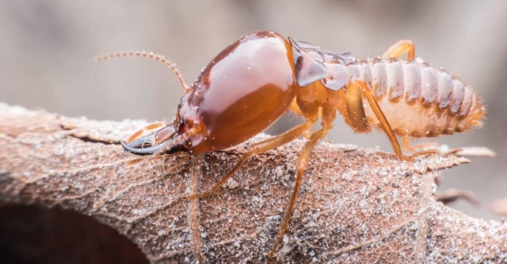 Mud Dauber vs Termite