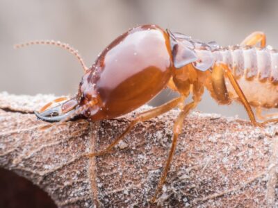 A Termite Quiz: Find Out Your Bug Knowledge!