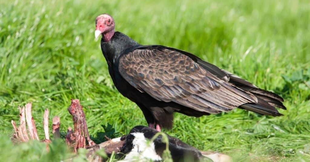 turkey vultures size