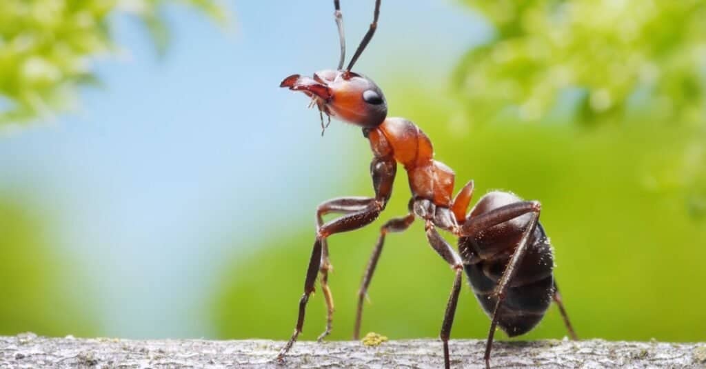 Animals That Spit Acid_ Ants