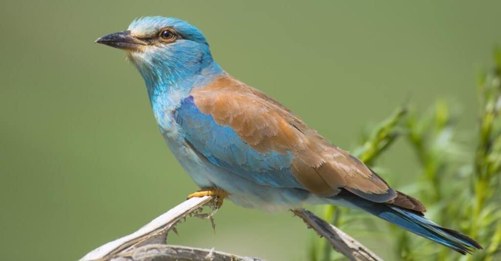 Animals That Spit Acid: Eurasian Roller