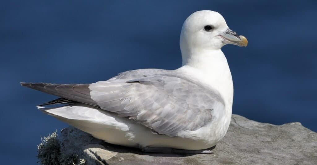 Animals That Spit Acid: The Fulmar