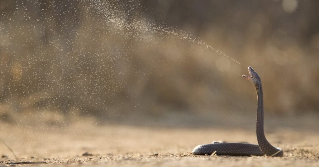 Animals That Spit Acid: The Venom of Spitting Cobra