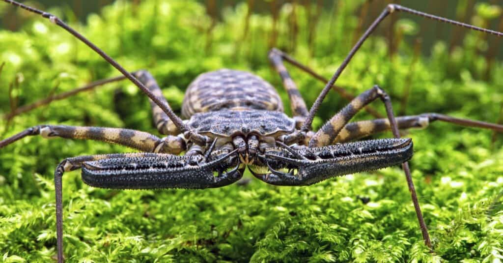 Animals That Spit Acid: The Whip-Scorpion