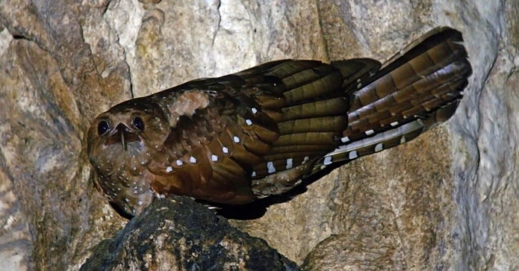 Animals That Use Echolocation Oilbird