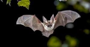 The Top 10 Largest Bats in Canada (And Where You Might Encounter Them) Picture