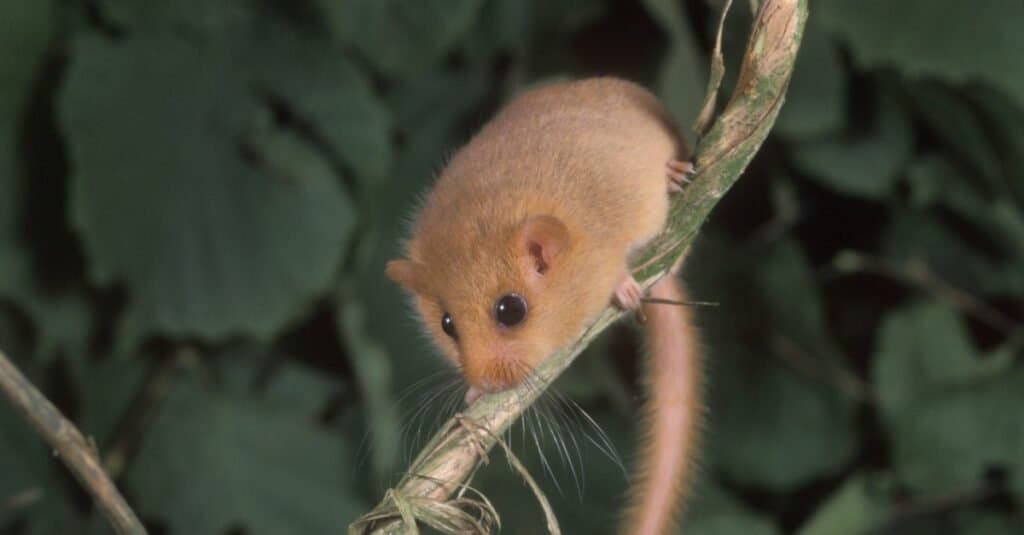 Animals That Use Echolocation dormouse