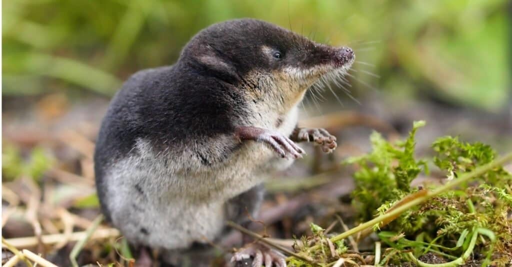 shrew vs mole