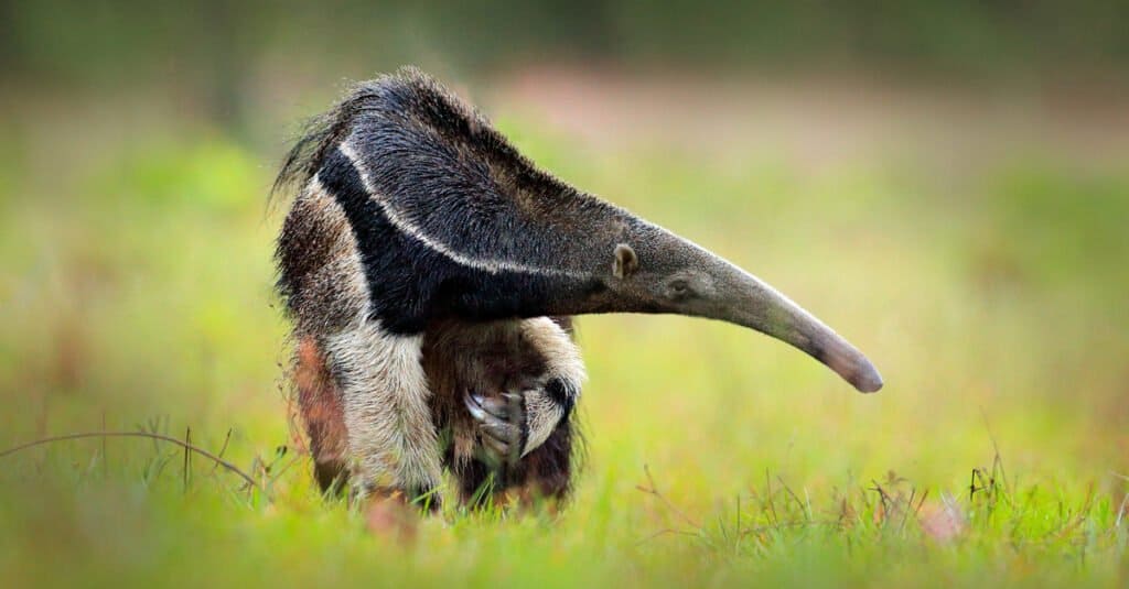 giant anteater eating ants