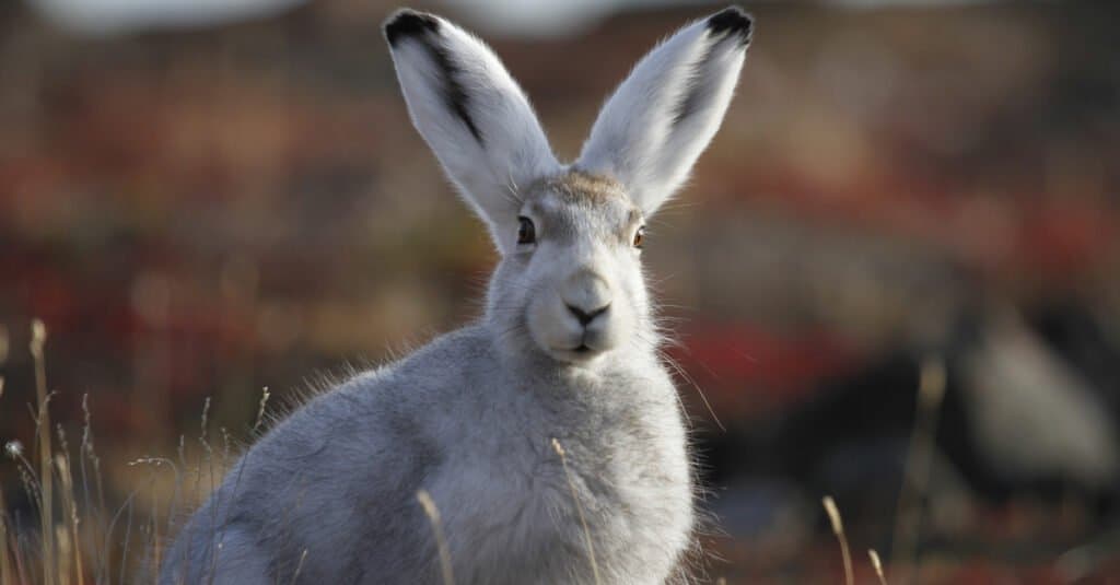 Animals That Change Color- Arctic Hare