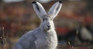 What Do Arctic Hares Eat? 16 Interesting Food Choices Picture