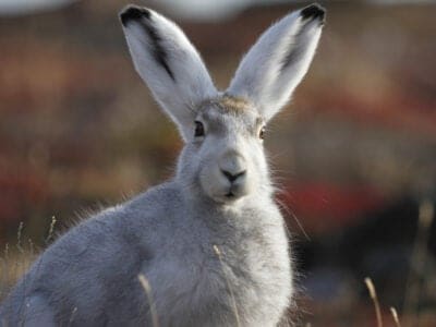 A 10 Incredible Arctic Hare Facts