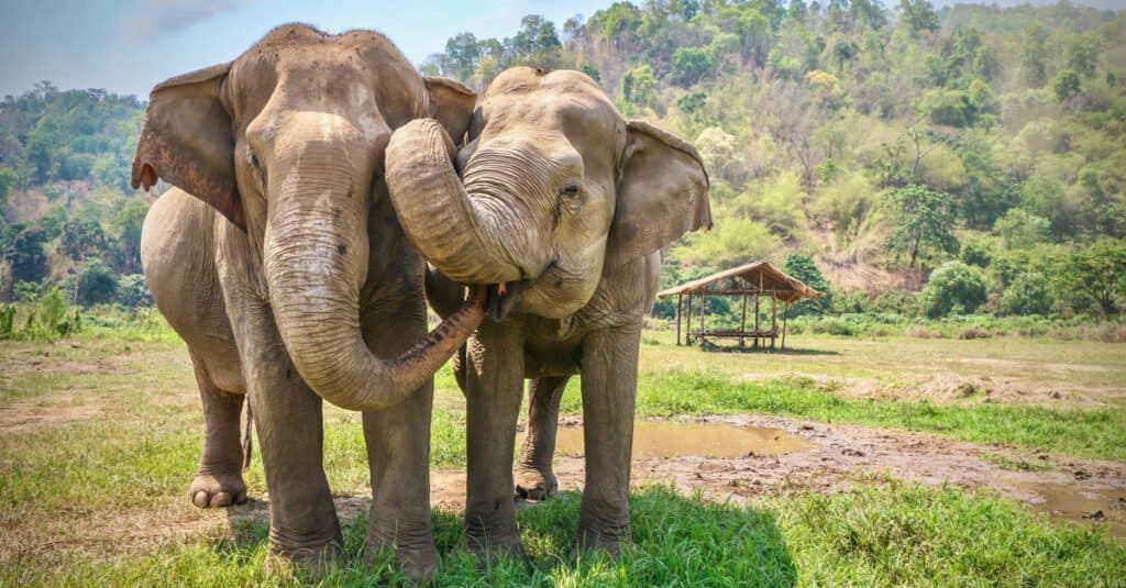 Asian elephants eating together