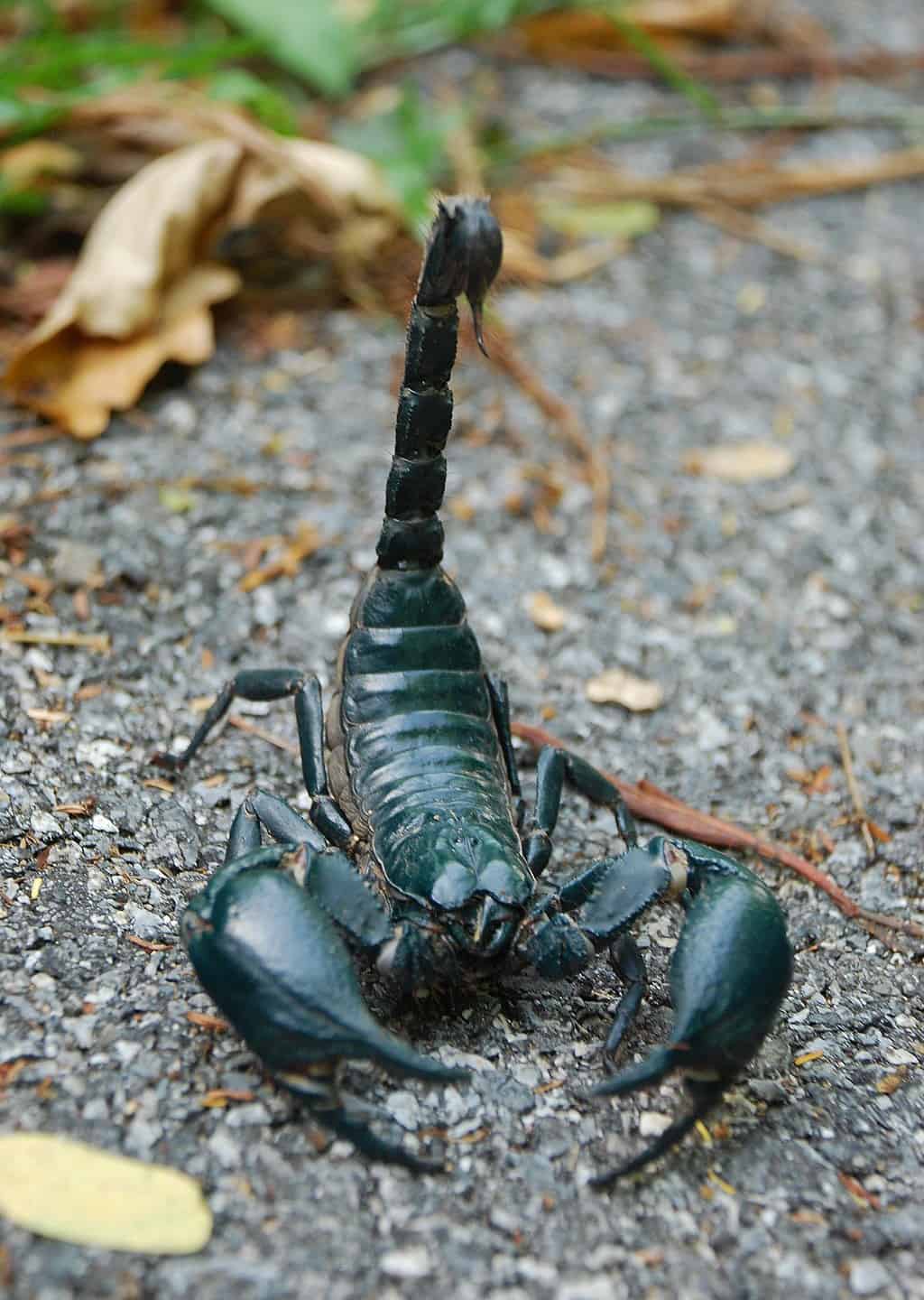 Vietnam Forest Scorpion