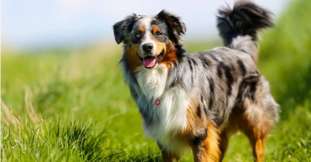 When did your mini aussie start shedding their puppy coat? Maizey