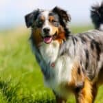 Fiercely loyal, the Australian Shepherd develops a strong bond with its owner.