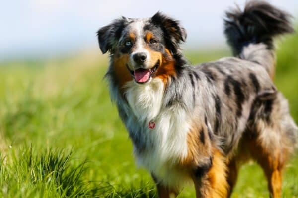 Fiercely loyal, the Australian Shepherd develops a strong bond with its owner.