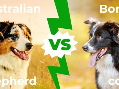 A Australian Shepherd vs Border Collie: 5 Key Differences Between These Loyal Pups