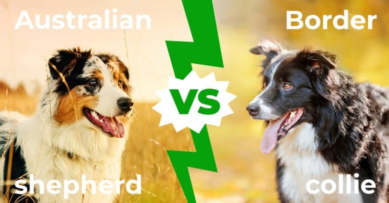 Australian Shepherd vs Border Collie