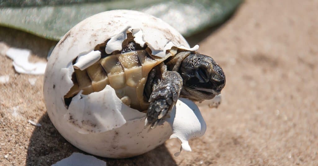 Baby turtle coming out of its eggshell